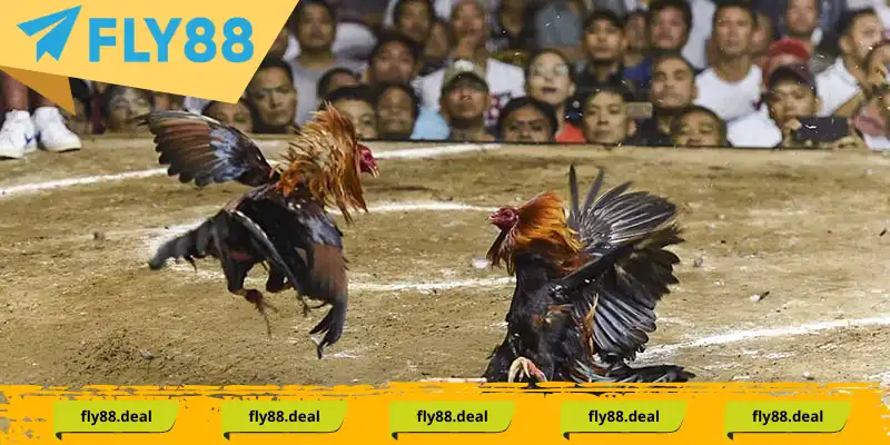 Lý giải cho việc Đá Gà Thomo thu hút được lượng lớn người quan tâm tới Lý giải cho việc Đá Gà Thomo thu hút được lượng lớn người quan tâm tới