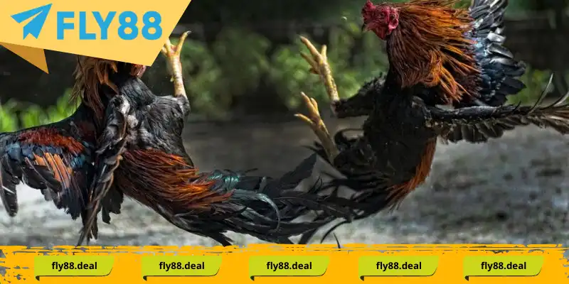 Đòn đá gà mã thương mang lại ưu điểm vượt trội tạo sự bất ngờ thích thú Đòn đá gà mã thương mang lại ưu điểm vượt trội tạo sự bất ngờ thích thú