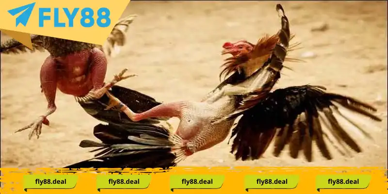 Đá gà đòn - Phương thức giải trí truyền thống