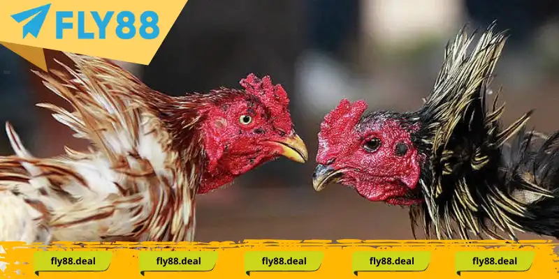 Cách chăm sóc chiến kê có vảy gà tứ quý chuẩn nhất Cách chăm sóc chiến kê có vảy gà tứ quý chuẩn nhất